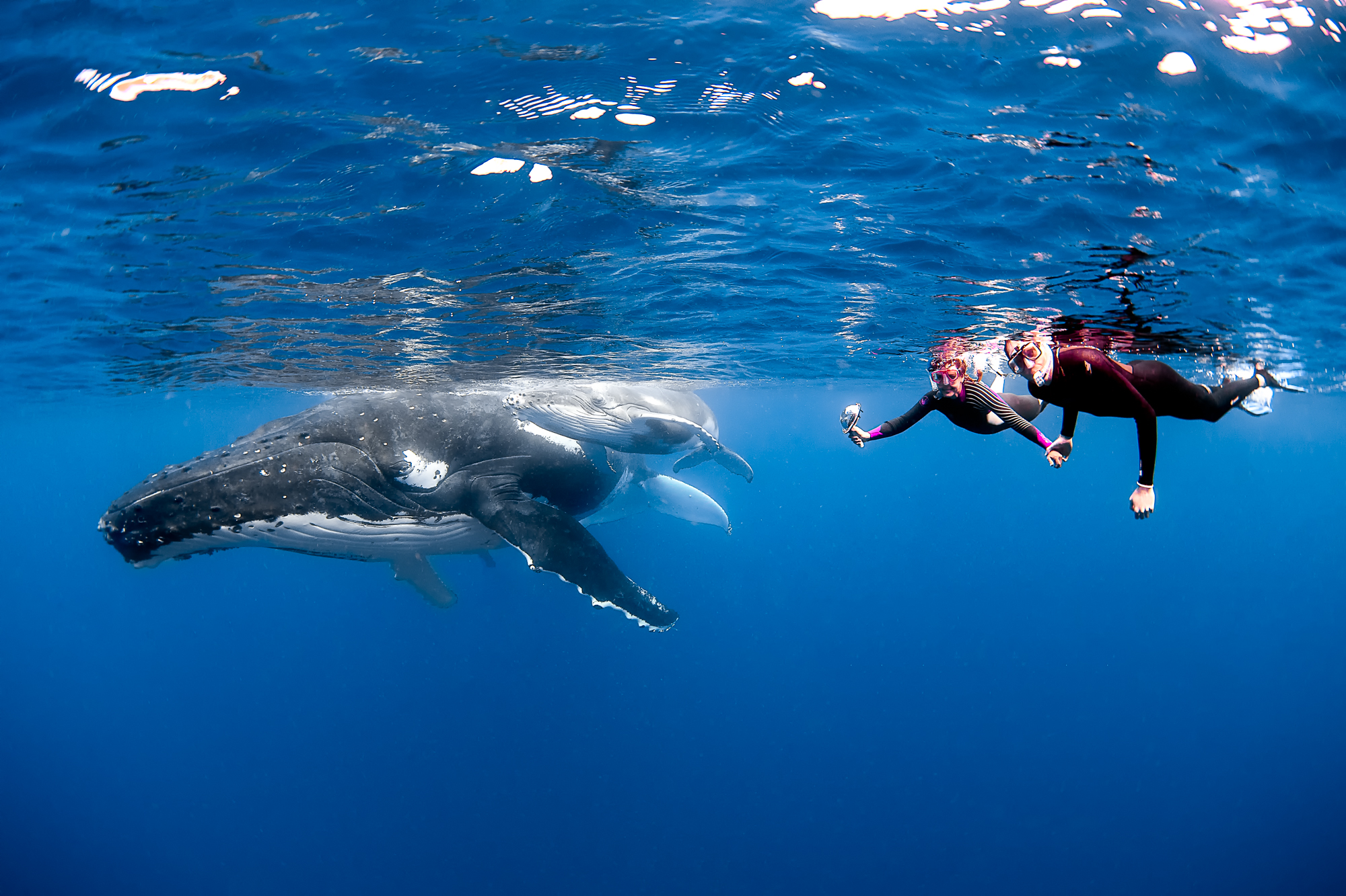 How Whale Dive In Tonga Can Amuse Your Kids