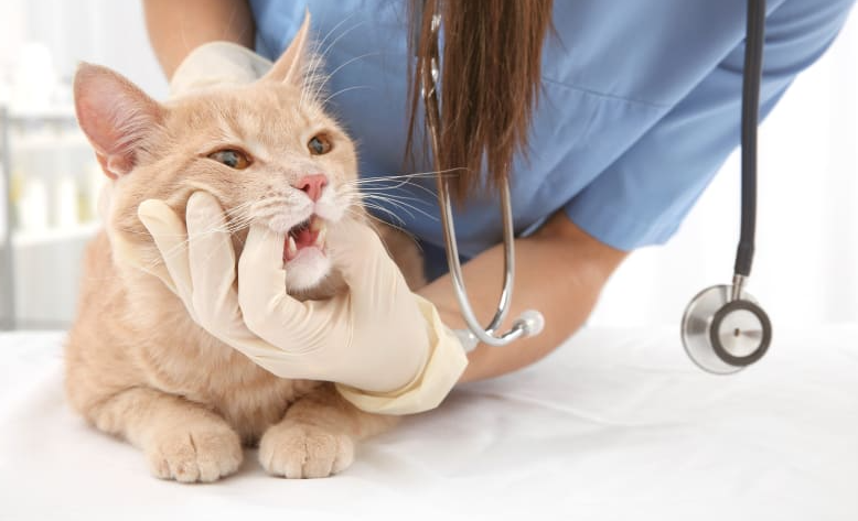 Understanding the Mysterious Nature Of Teeth In Pets With Feline Dental Surgery
